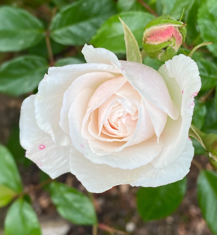 White Rose