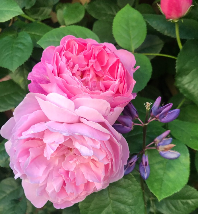 Pink Flower